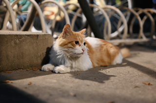 一只可爱的猫猫